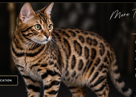 Bengal cat