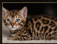 Brown Bengal kitten