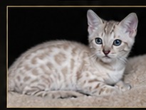 Snow Mink Bengal kitten