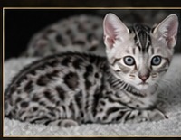 Silver Bengal kitten