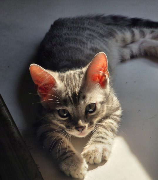 Bengal kitten from a past 007Bengals007 litter