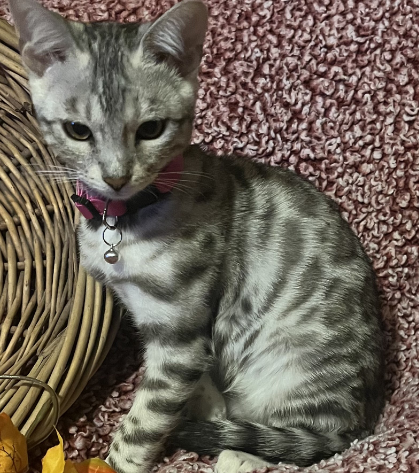 Silver Bengal from a past 007Bengals007 litter