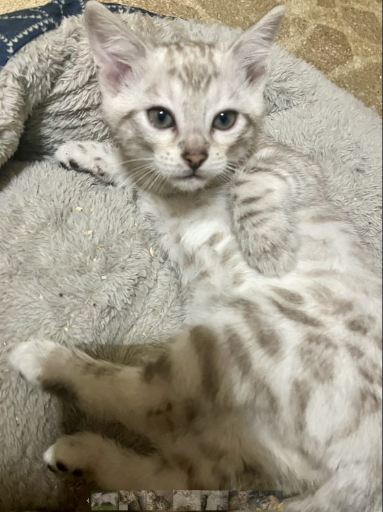 Light Bengal kitten from a past 007Bengals007 litter