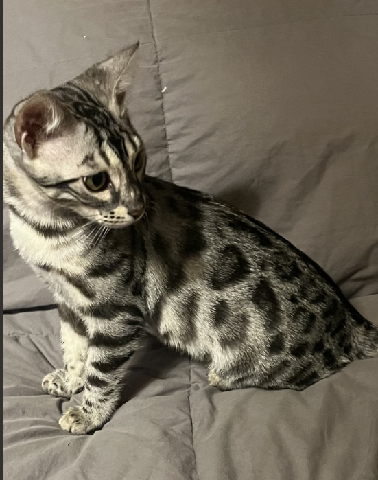 Rosetted Bengal from a past 007Bengals007 litter