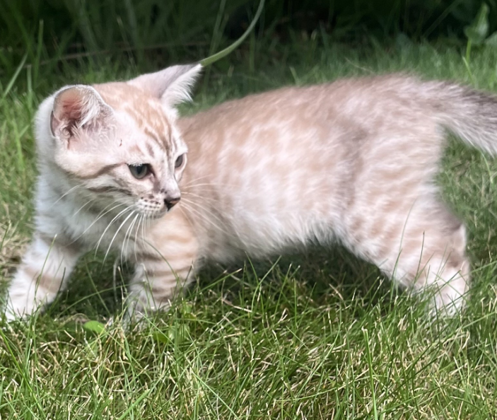 Bengal kitten outdoors from a past 007Bengals007 litter