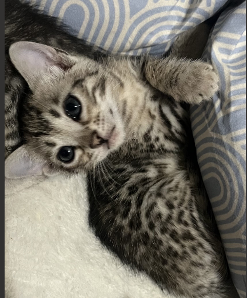 Spotted Bengal kitten from a past 007Bengals007 litter
